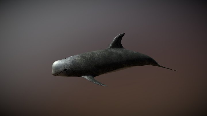 Dolphin 3D Model