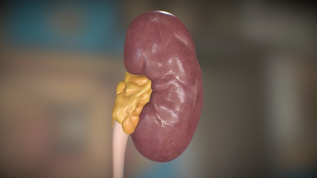 human Kidney 3D Model