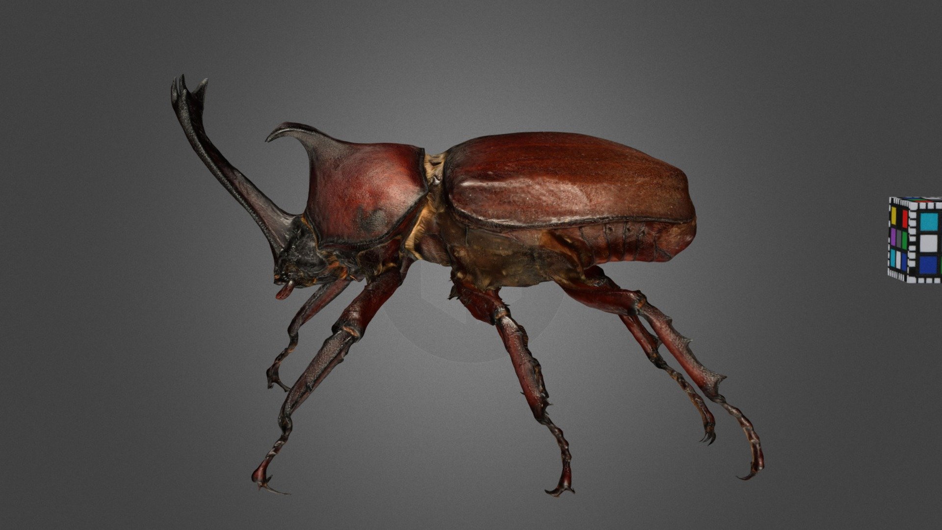 CC0 カブトムシ ♂ Japanese Rhinoceros Beetle - Download Free 3D