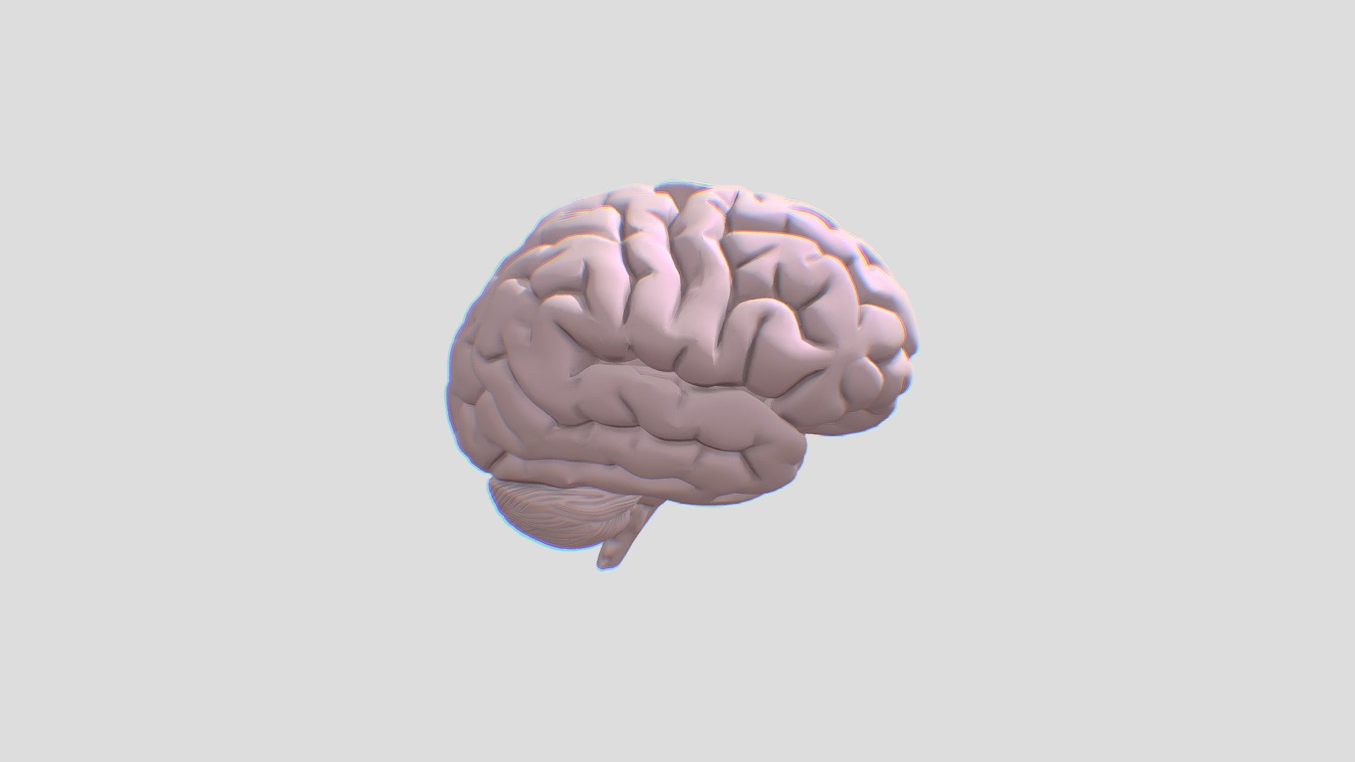 Brain_ - Download Free 3D model by 0rr0 [5bd67a5] - Sketchfab