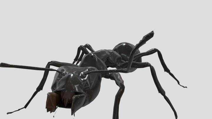 camponotus pennsylvanicus 3D Model