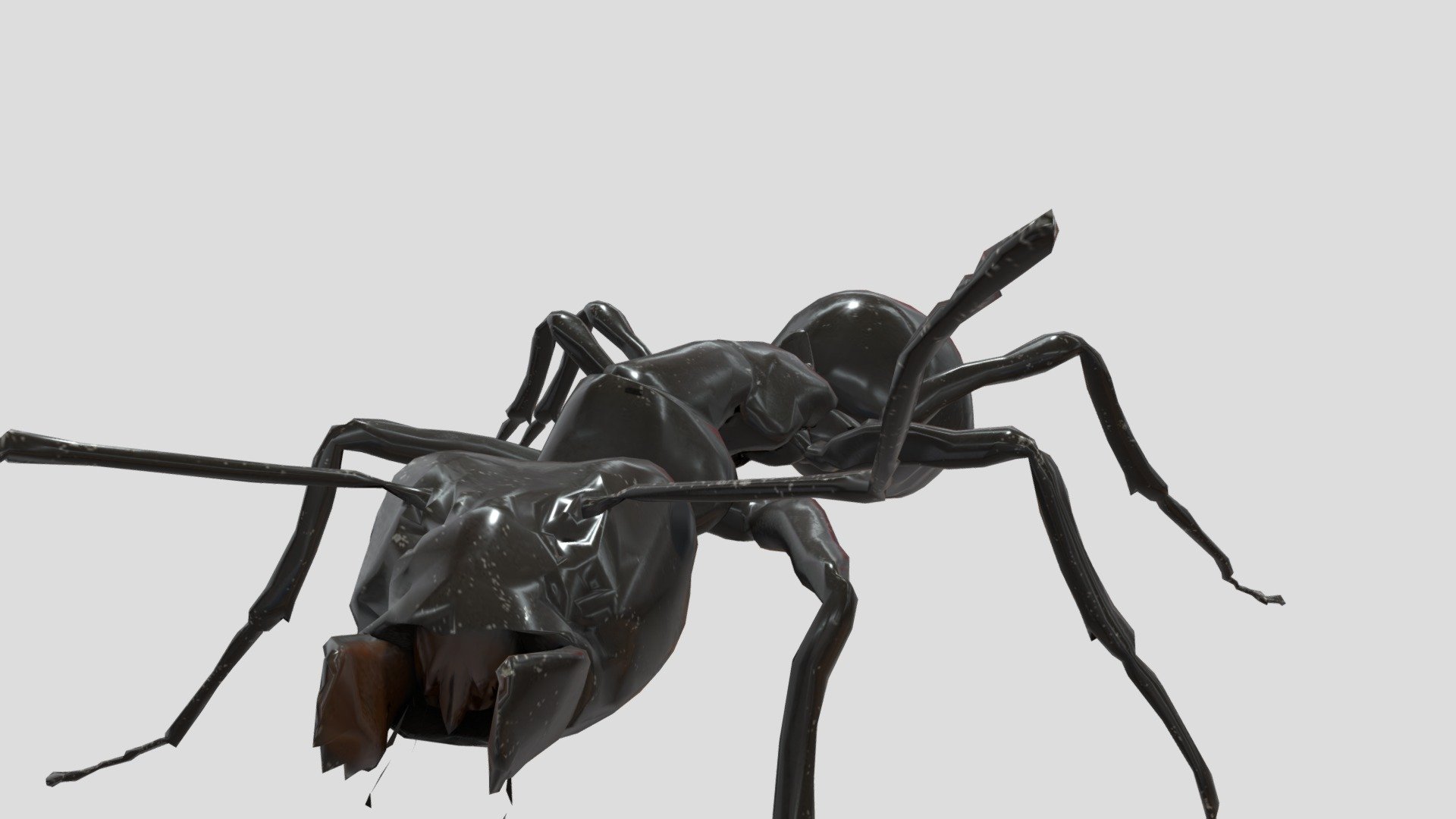 camponotus pennsylvanicus