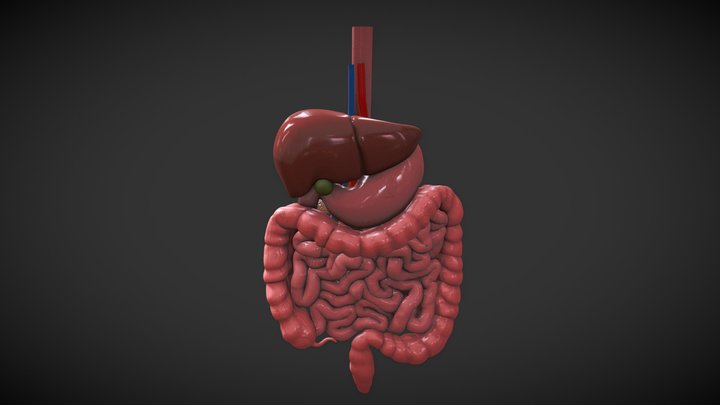 digestive 3D Model