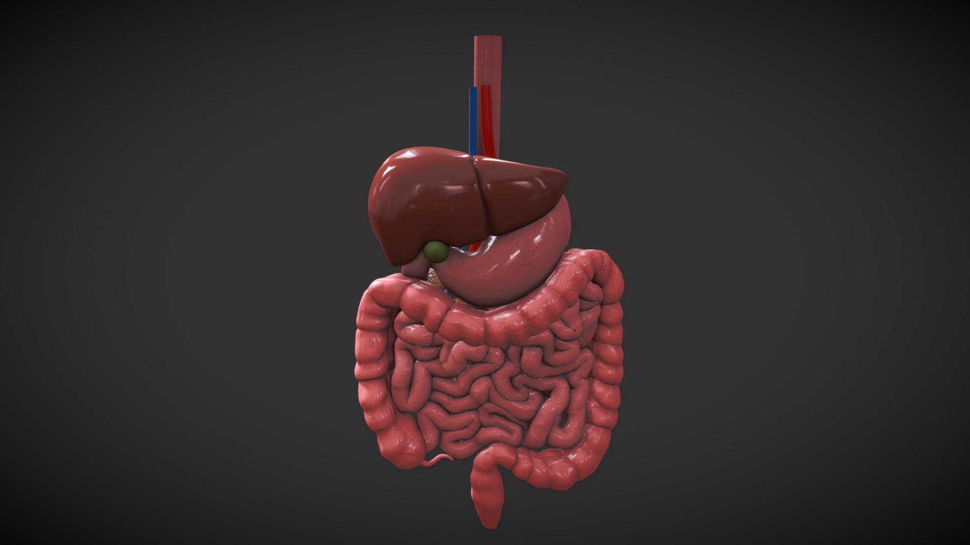 3D model digestive - This is a 3D model of the digestive. The 3D model is about a hand holding a pink object.