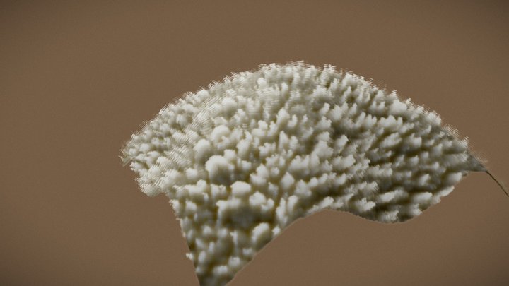 Sheep's Wool 3D Model