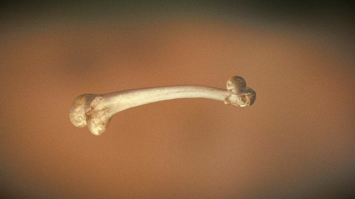 UD4 Femur (1) 3D Model