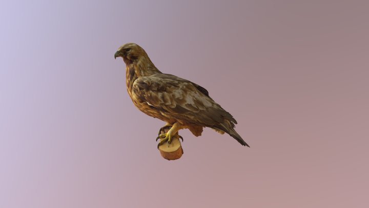 Golden eagle, Maakotka 3D Model