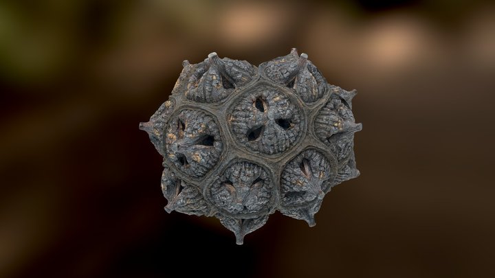 Eucalyptus lehmannii seed pod 3D Model