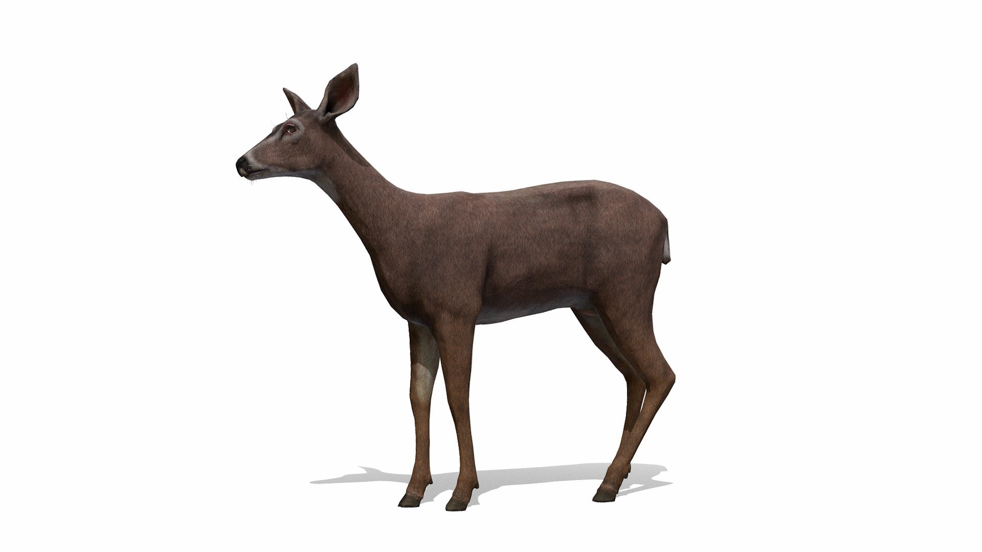Deer Doe