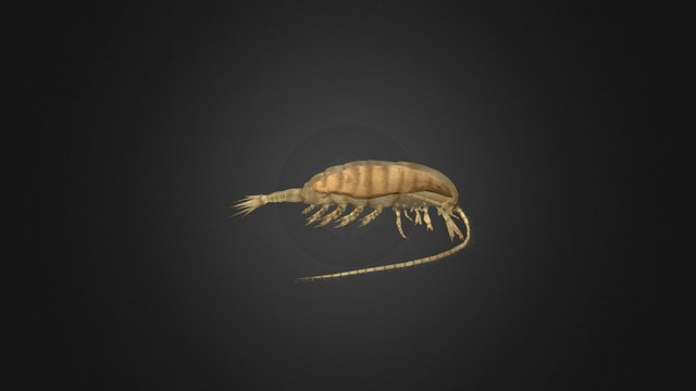 Calanus Веслоногий рак Copepoda 3D Model