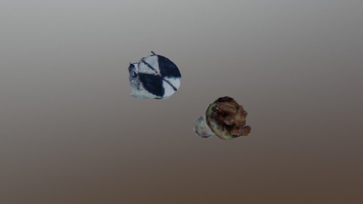 P.acuta Juvenile 3D Model
