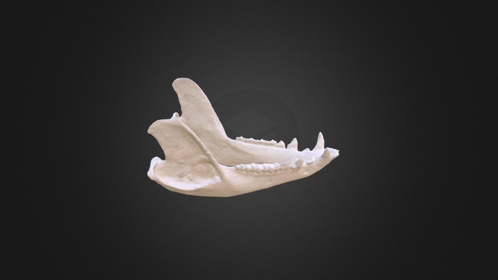 Caluromys sp. , mandible - Download Free 3D model by Museu de Ciències ...