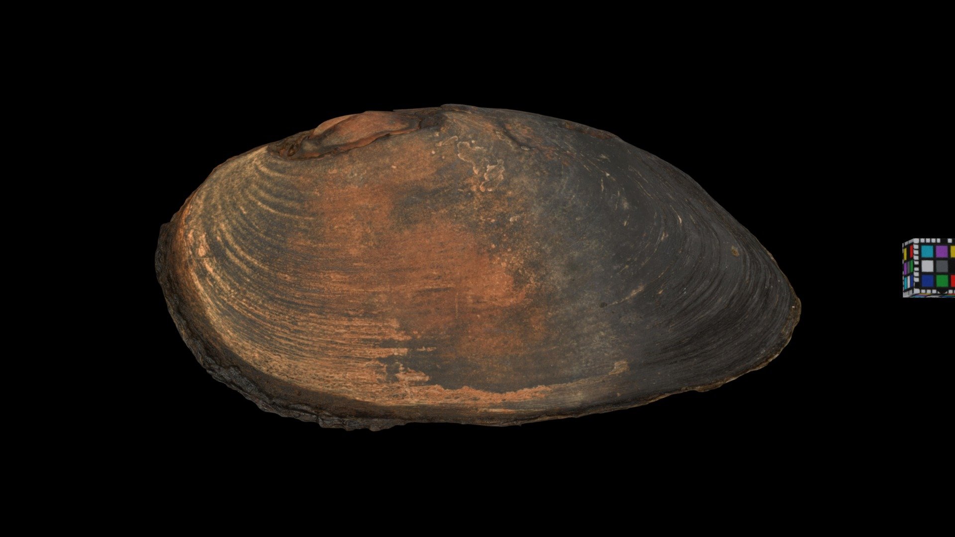コガタカワシンジュガイ Freshwater Pearl Mussel