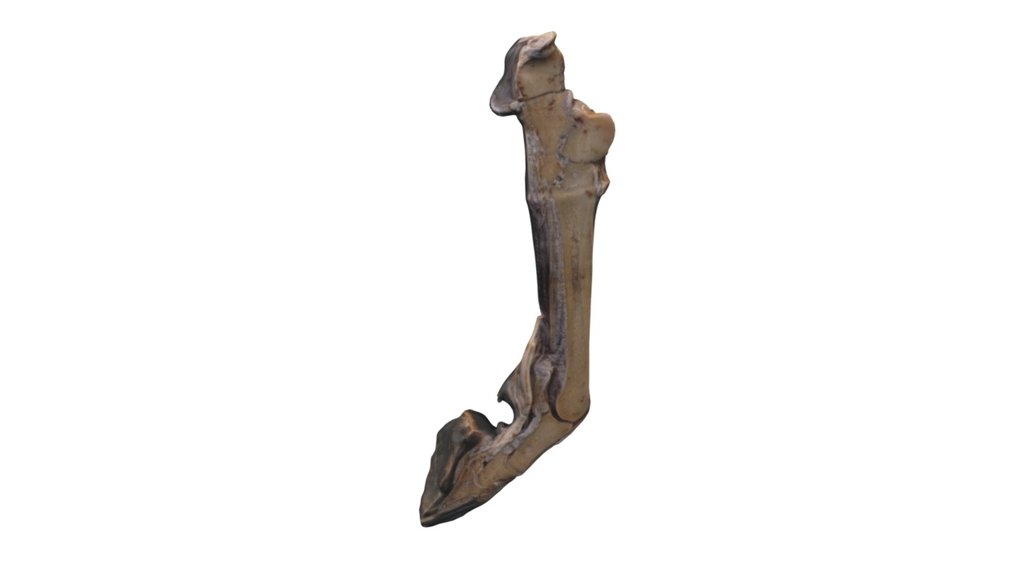Distal horse limb v2