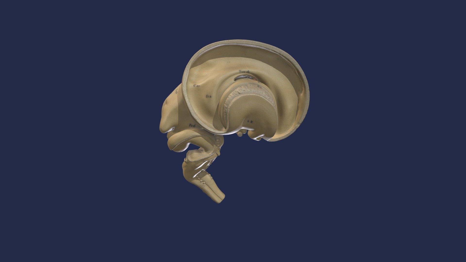 Embryonalentwicklung ZNS, Striatum - 3D model by Institute of Anatomy ...