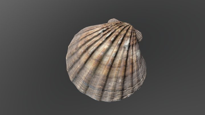 3D Scanned Shell 3D Model