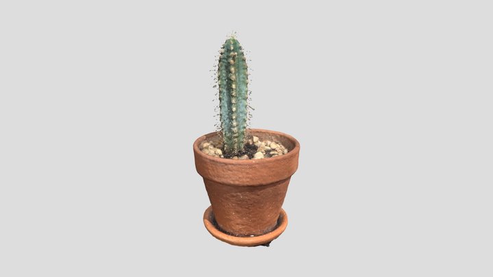 Cactus Luma AI 3D Model