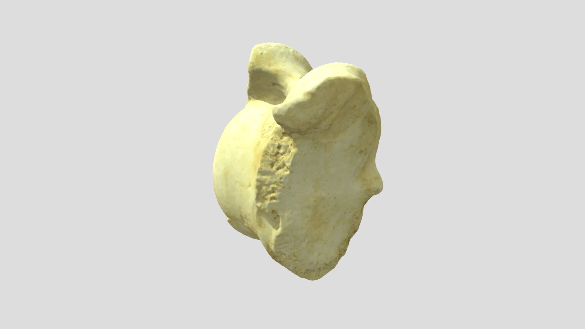 Astragalo (talus) - 3D model by m.gillioz (@anguilloz) [5c0f693 ...
