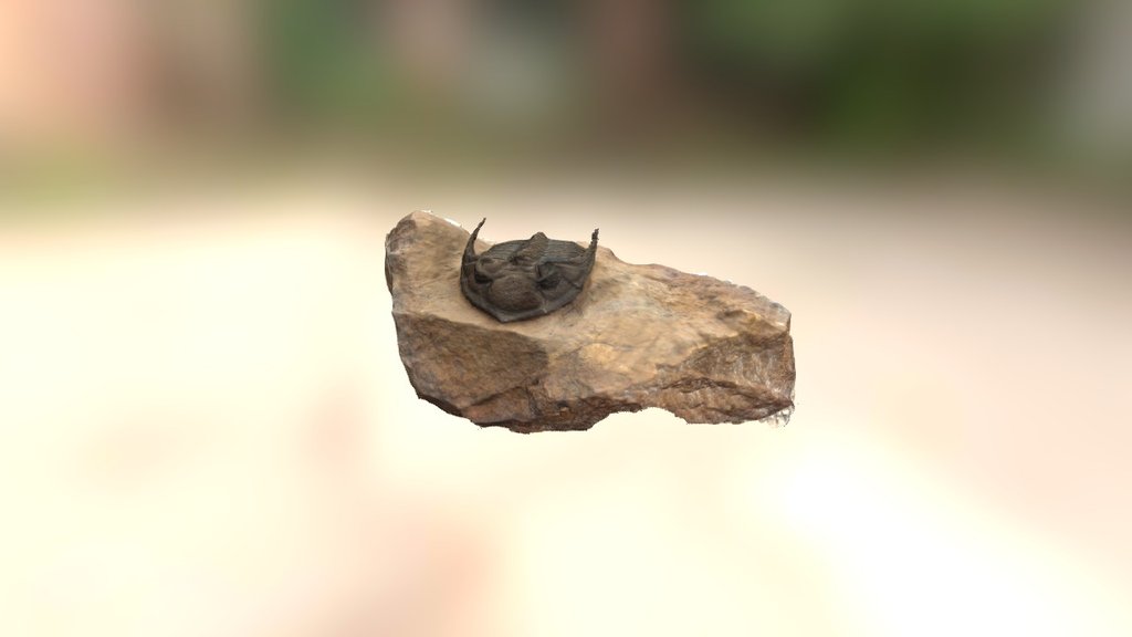 Trilobite