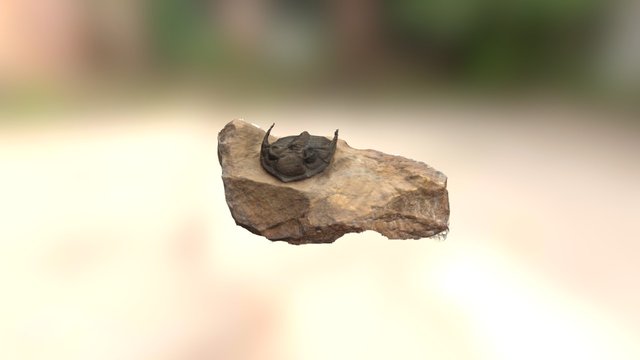 Trilobite 3D Model
