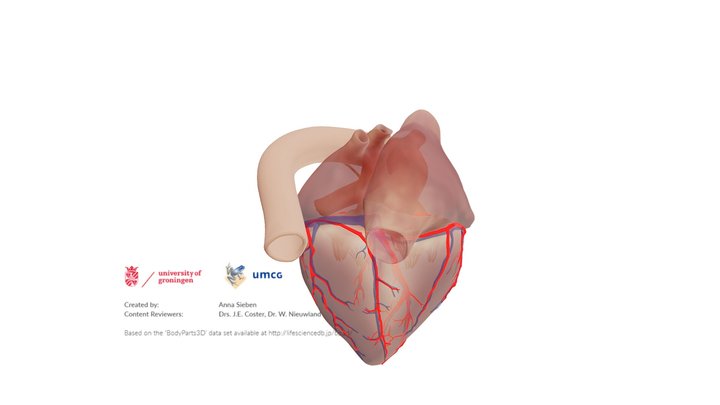 Anatomical heart - left dominance – Modello 3D gratuito STL