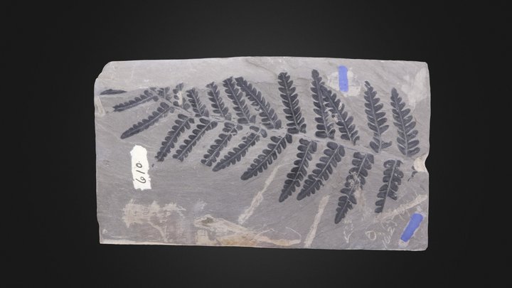 Seed fern leaf (Cornell University) – Modello 3D gratuito STL