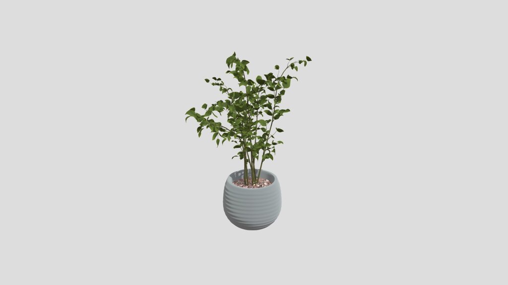 Plant