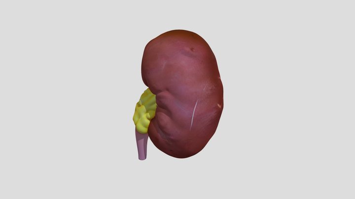 Kidney 3D Model 3D Model
