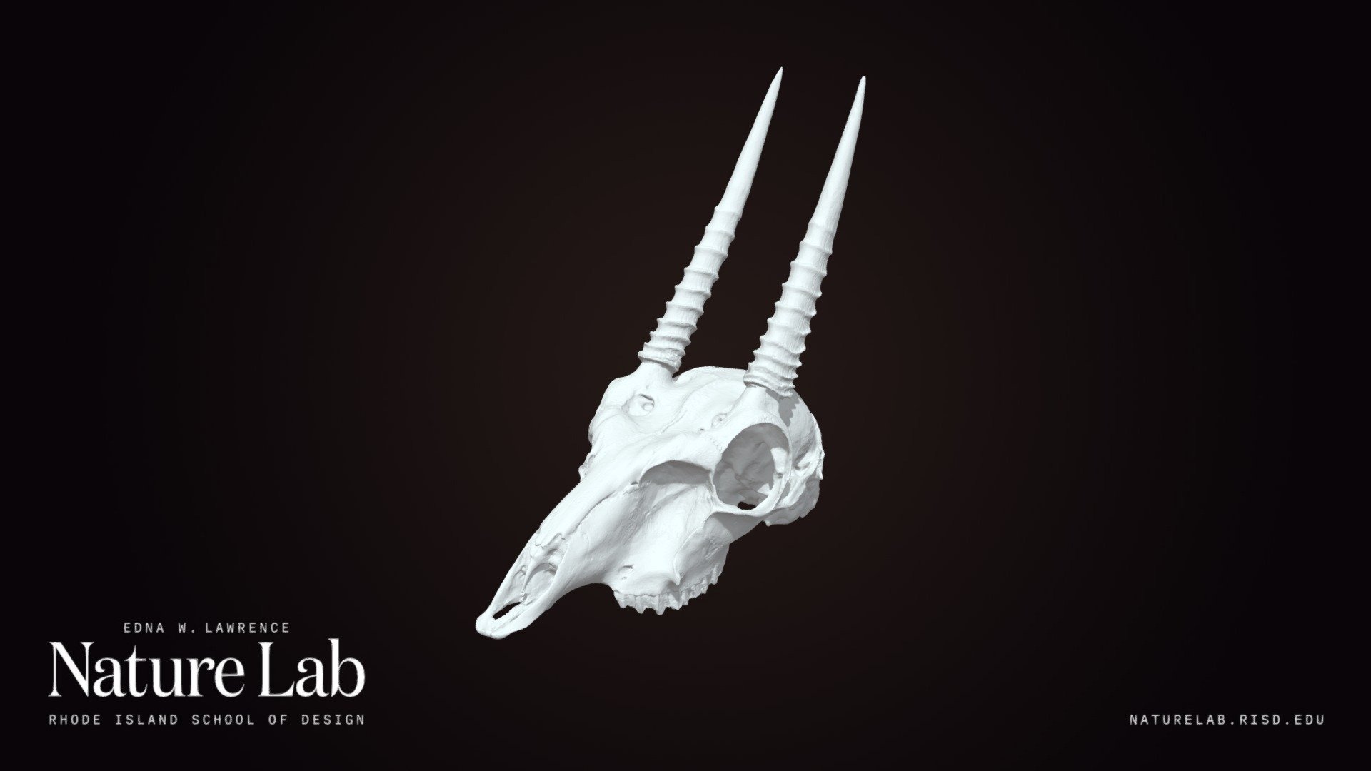 Oribi Skull