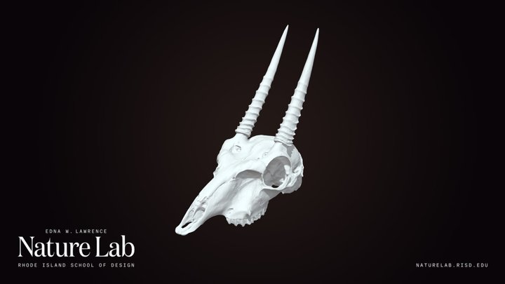 Oribi Skull – Modelo 3D gratuito STL