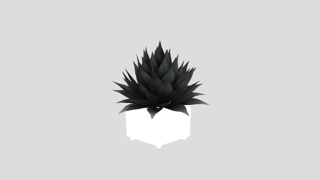 Plant Agave Potted