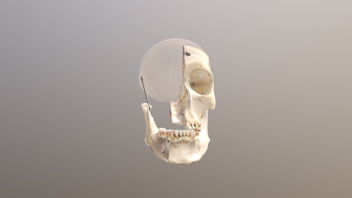 Skull partly transparent 3D Model