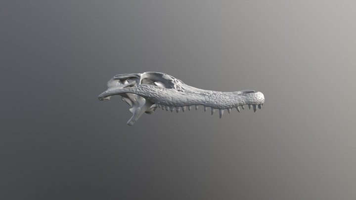 Alligator skull 3D Model