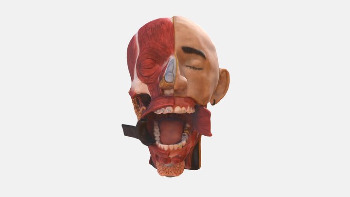 Head and Neck Anatomy for Dentistry (test) 3D Model