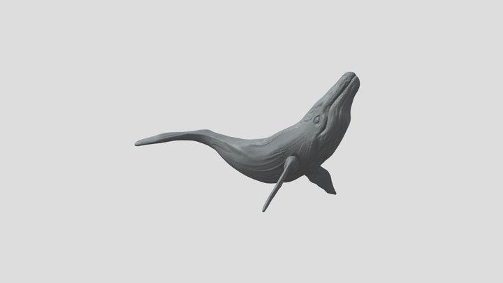 Better-topology-whale 3D Model