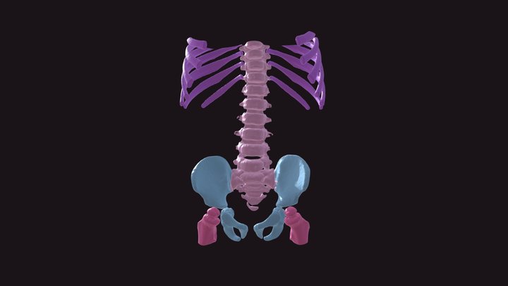 2M CT Lspine 3D Model