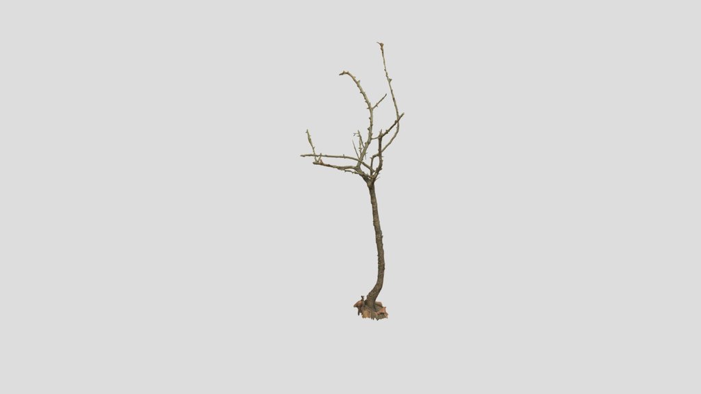 Dead Tree Dry Pbr Scan 03