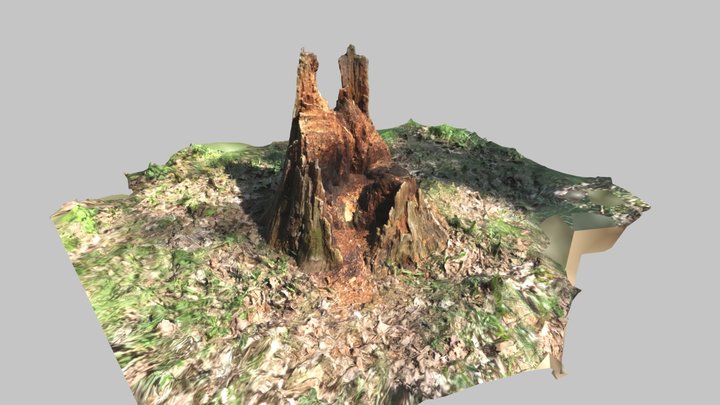 Treetrunk 3D Model