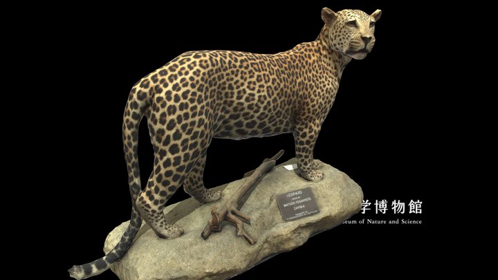 NSMT-M_32381_Leopard_(Taxidemy) 3D Model