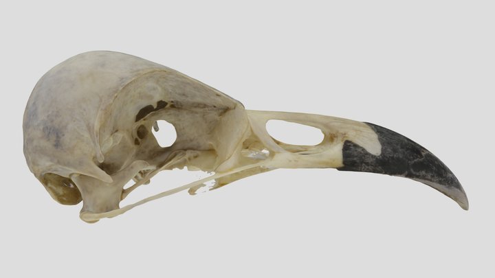 UWYMV:4114, Corvus corax sinuatusa, cran 3D Model