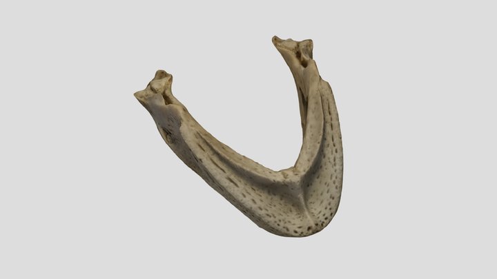 Turtle Jaw 3D Model