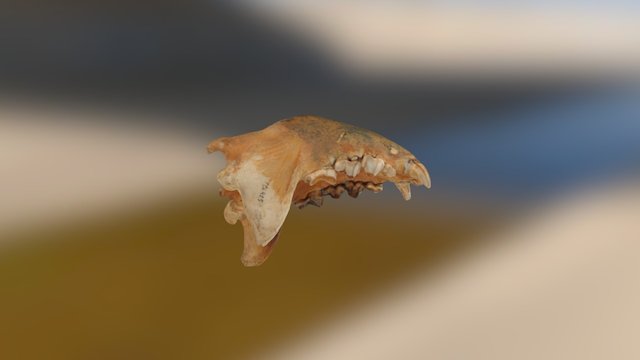Hyena jaw 3D Model