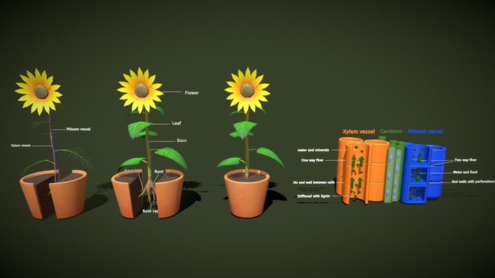 Photosynthesis and plant anatomy 3D Model