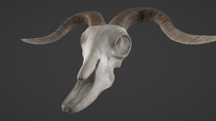 Goat Skull 3D Model