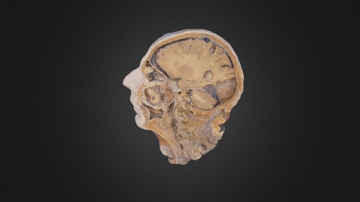 Midsagittal Section of Human Head 3D Model