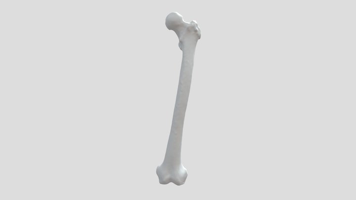 Femur, Upper part annotated 3D Model
