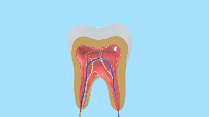 Анатомия зуба в срезе 3D Model