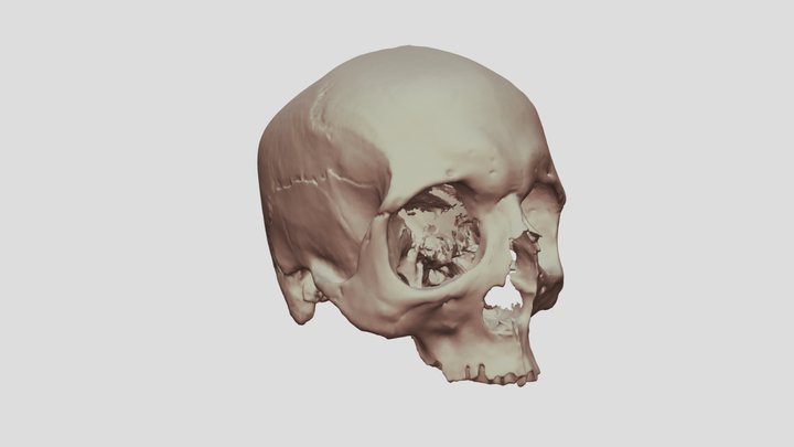 Crâne 25 3D Model