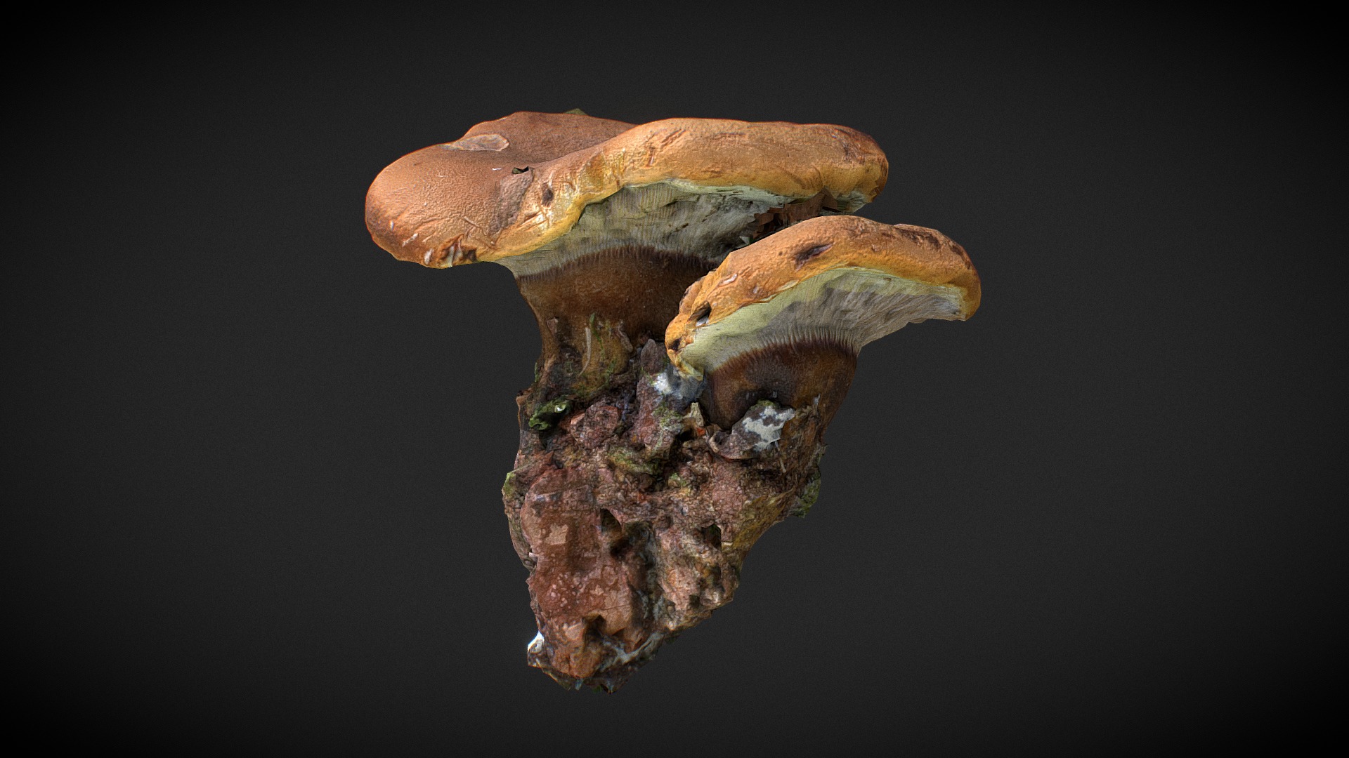 3D model Big mushroom 12 - This is a 3D model of the Big mushroom 12. The 3D model is about a close-up of a mushroom.