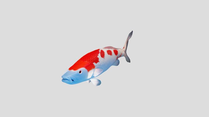 Koi 3D Model